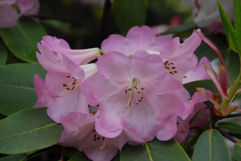 Photo of R. 'Naomi', Evergreen Azalea Hybrid