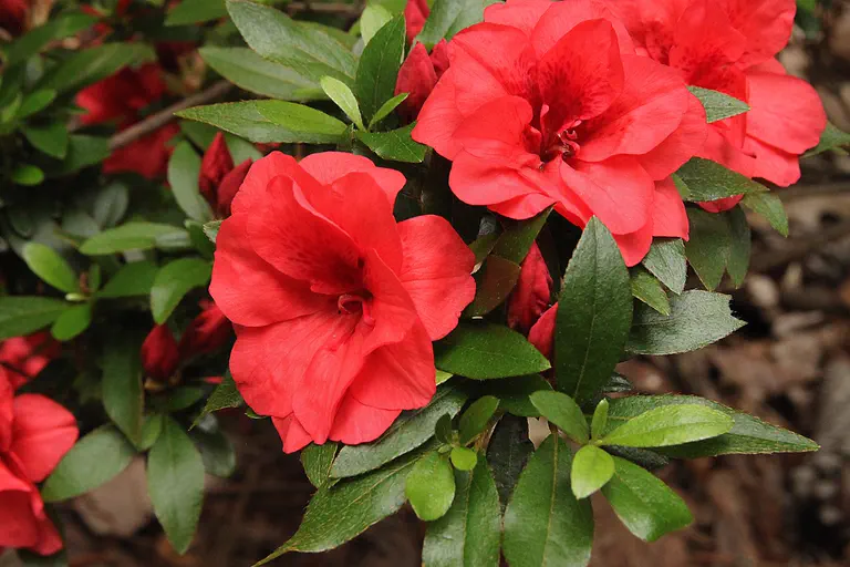 Photo of R. 'Beni-botan', Evergreen Azalea Hybrid
