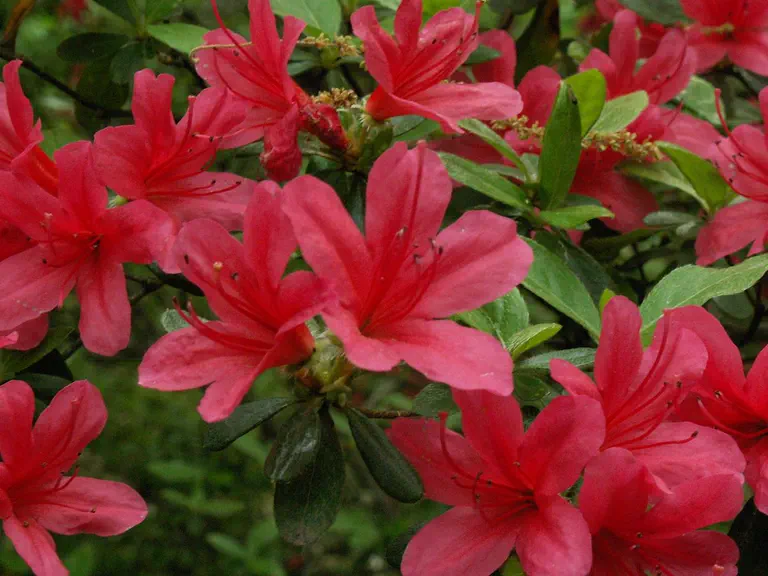 Photo of R. 'Beni-giri', Evergreen Azalea Hybrid