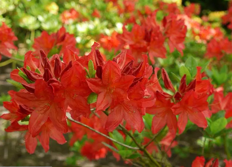 Photo of R. 'Marconi', Deciduous Azalea Hybrid