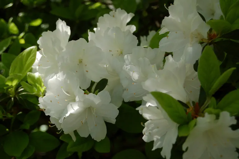 Photo of R. 'Polar Bear', Evergreen Azalea Hybrid