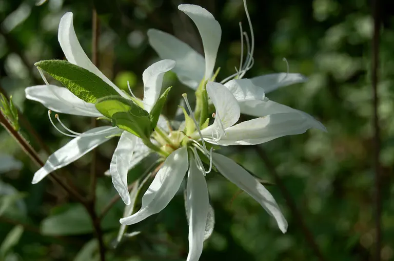Photo of R. 'Wagner's White Spider', Evergreen Azalea Hybrid