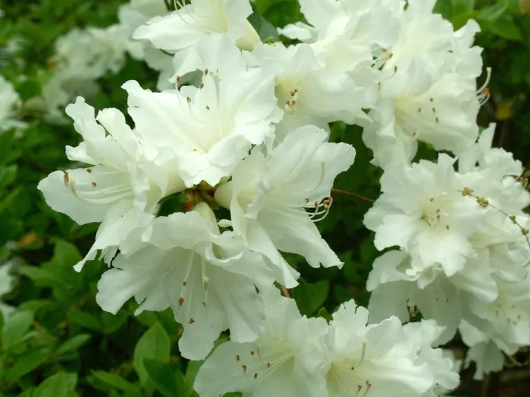 Photo of R. 'Frosty', Evergreen Azalea Hybrid