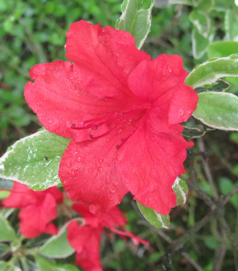 Photo of R. 'Girard's Variegated Hot Shot', Evergreen Azalea Hybrid