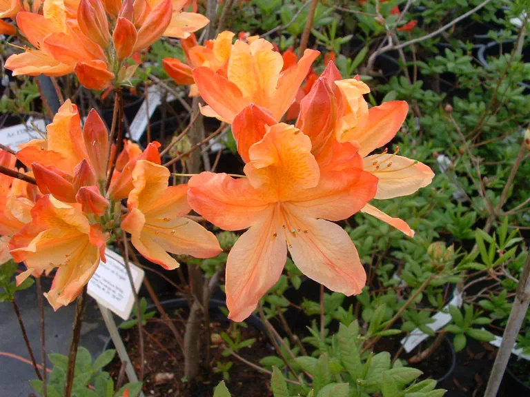 Photo of R. 'Dr. M. Oosthoek', Deciduous Azalea Hybrid