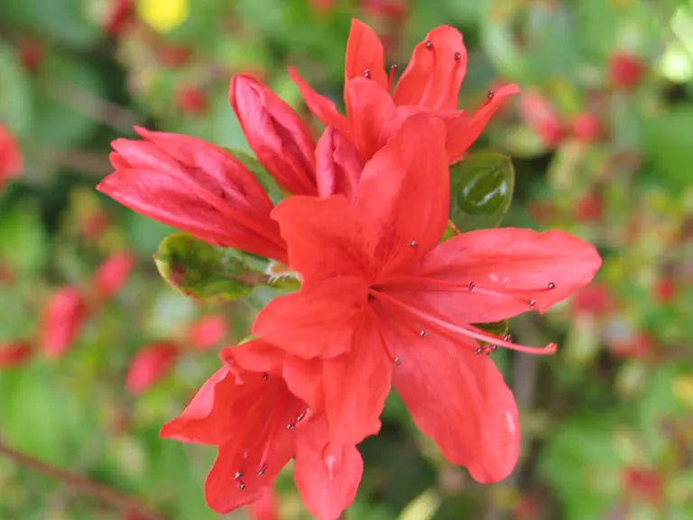 Photo of R. 'Orange Beauty', Evergreen Azalea Hybrid