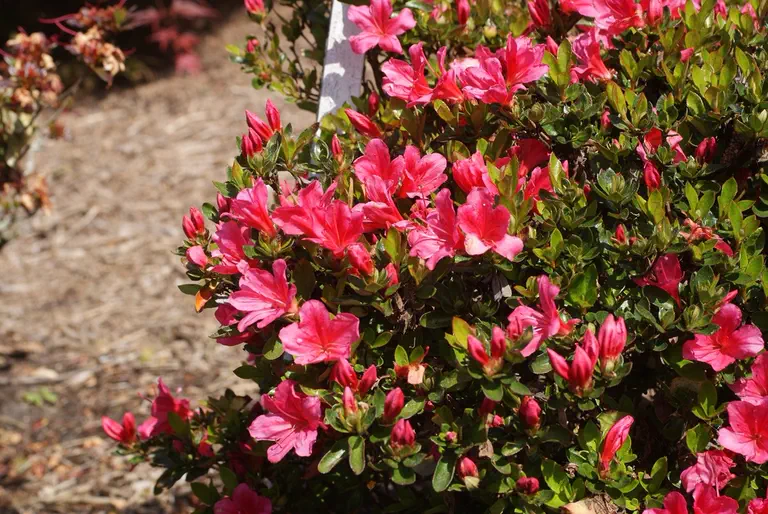 Photo of R. 'Drapa', Evergreen Azalea Hybrid