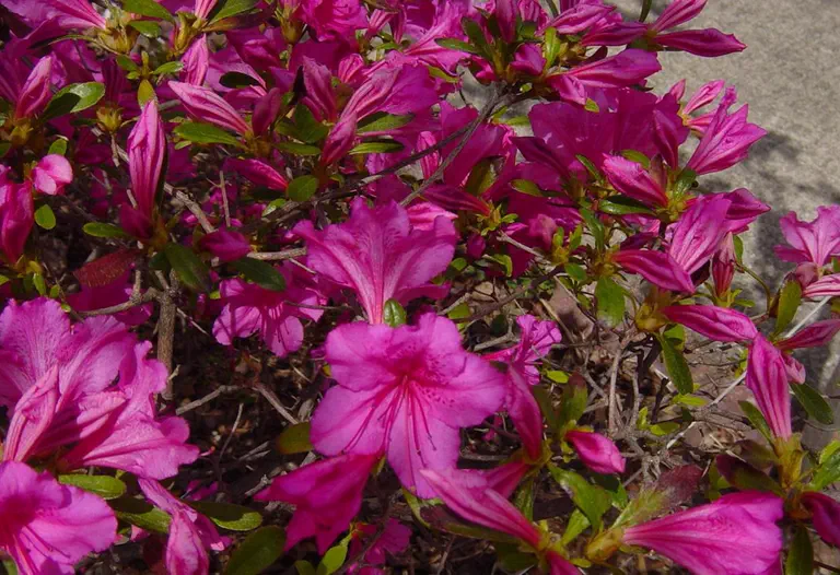 Photo of R. 'Cleopatra', Evergreen Azalea Hybrid