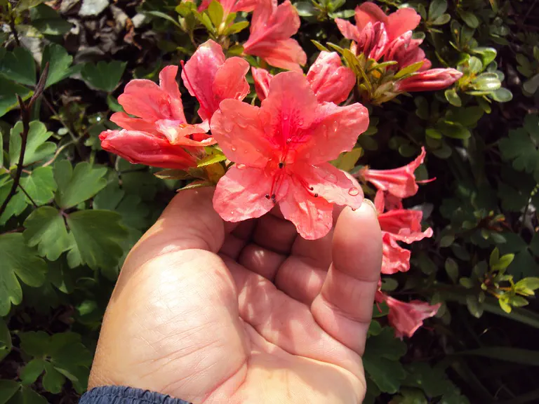 Photo of R. 'Winter Green', Evergreen Azalea Hybrid