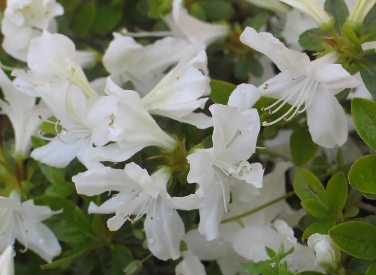 Photo of R. 'Patricia Barmold', Evergreen Azalea Hybrid