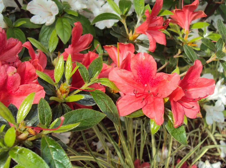 Photo of R. 'Swashbuckler', Evergreen Azalea Hybrid