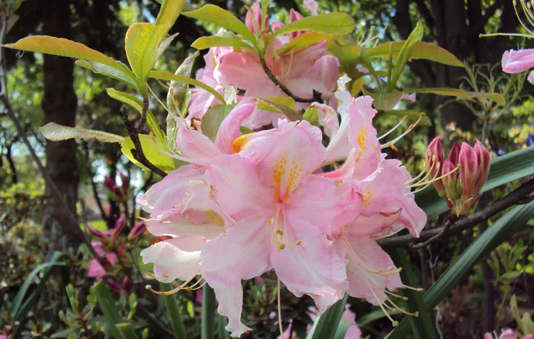Photo of R. 'Tri-Lights', Deciduous Azalea Hybrid