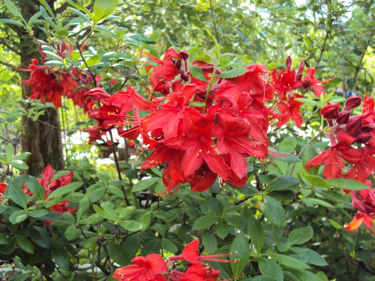 Photo of R. 'Ilam Red Velvet', Deciduous Azalea Hybrid