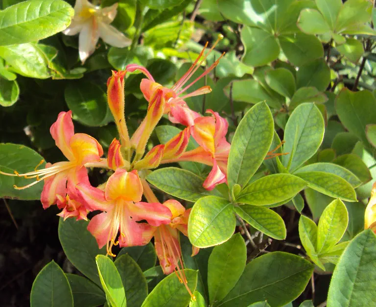 Photo of R. 'Cupreum Pulchellum', Deciduous Azalea Hybrid