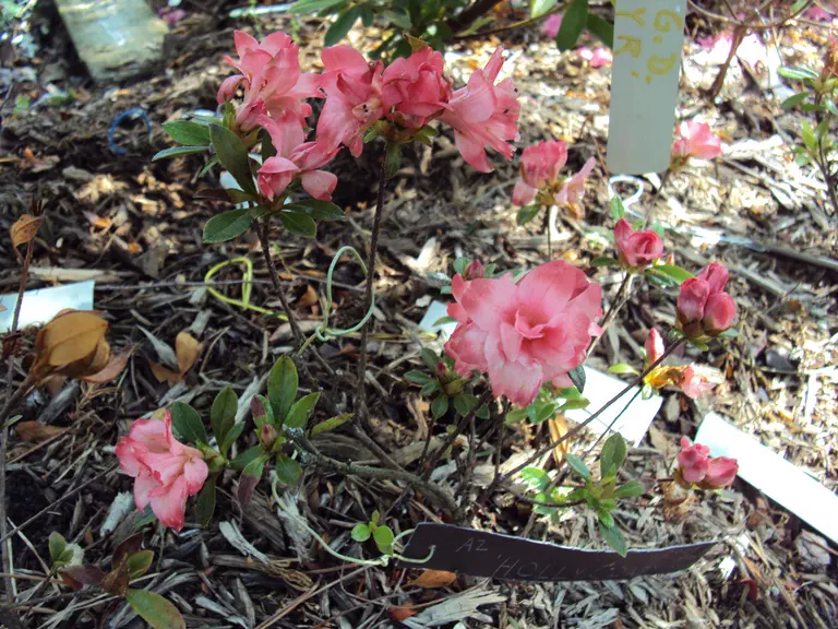 Photo of R. 'Holly Coady', Azalea Hybrid
