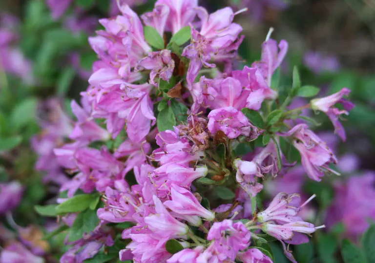 Photo of R. 'Diamant Dunkellila', Evergreen Azalea Hybrid