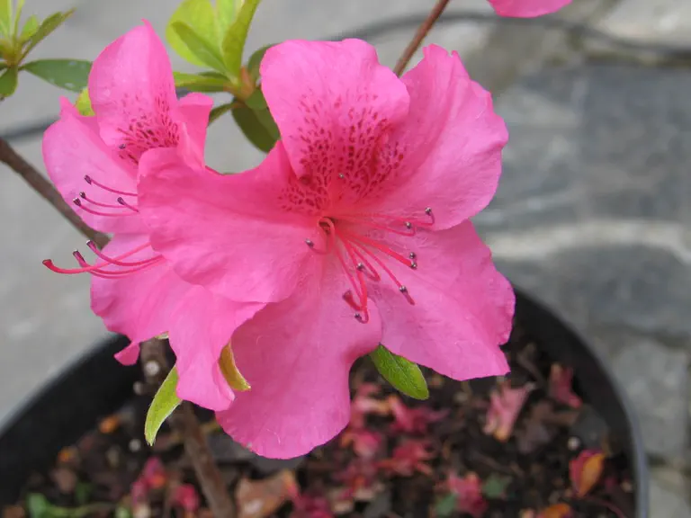 Photo of R. 'Gorbella', Evergreen Azalea Hybrid