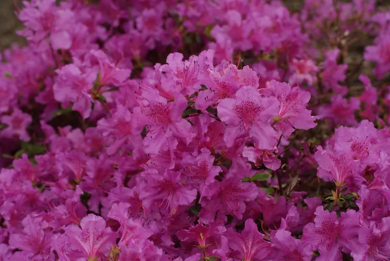 Photo of R. 'Gotthard', Evergreen Azalea Hybrid