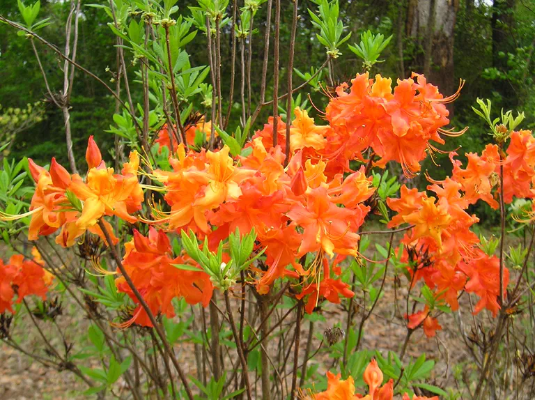 Photo of R. 'Coral Reef', Deciduous Azalea Hybrid