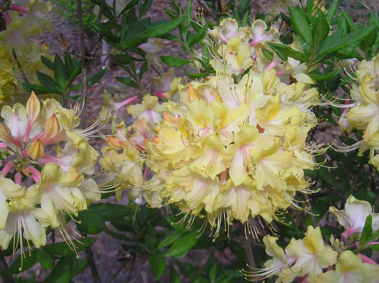 Photo of R. 'Clearcreek', Deciduous Azalea Hybrid