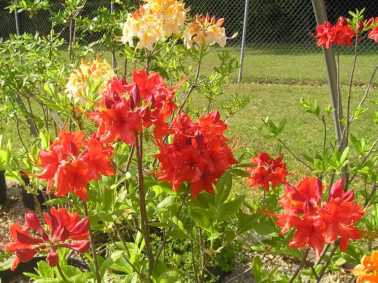 Photo of R. 'Radiant Red', Deciduous Azalea Hybrid