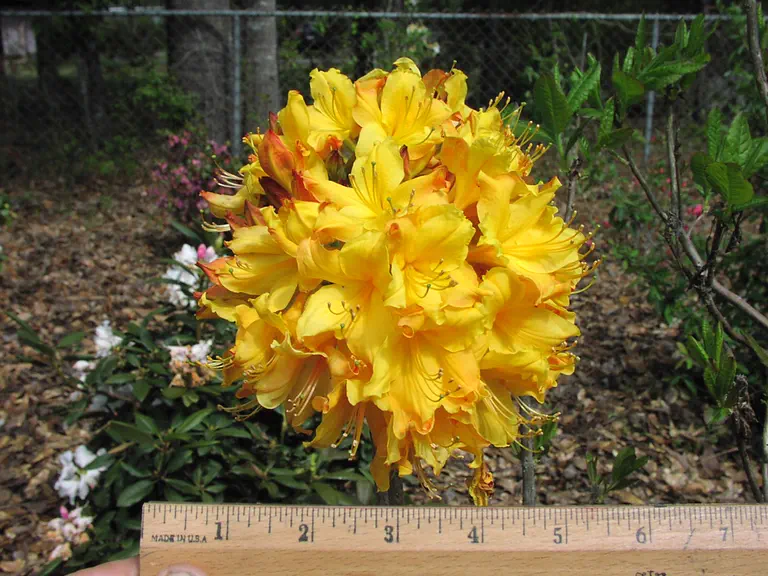 Photo of R. 'Spring Fanfare', Deciduous Azalea Hybrid
