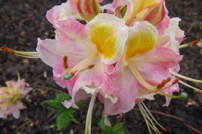 Photo of R. 'Mrs Harry White', Deciduous Azalea Hybrid