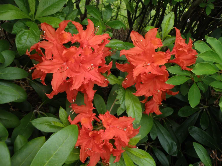 Photo of R. 'Minas Flame', Deciduous Azalea Hybrid
