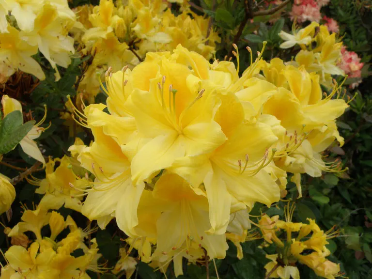 Photo of R. 'Minas Gold', Deciduous Azalea Hybrid