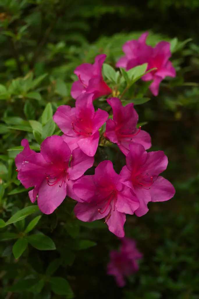 Photo of R. 'Beethoven', Evergreen Azalea Hybrid