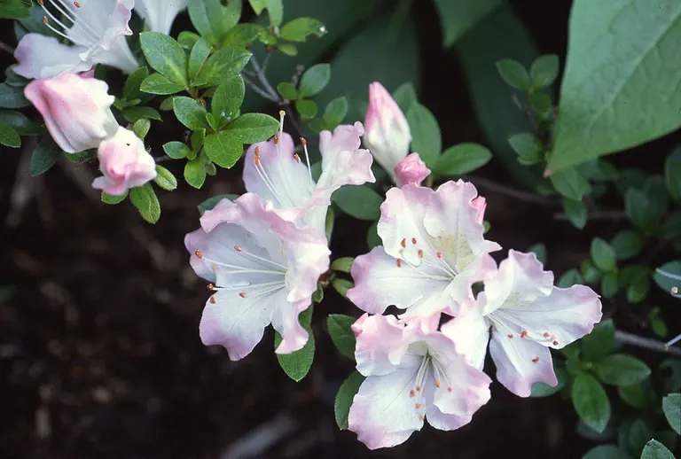 Photo of R. 'Scotian Reef', Evergreen Azalea Hybrid