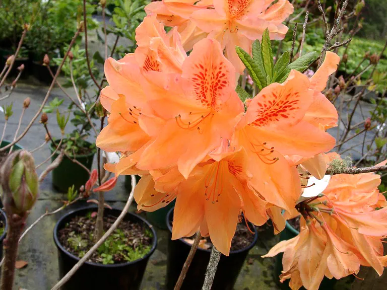 Photo of R. 'Apricot Flush', Azalea Hybrid