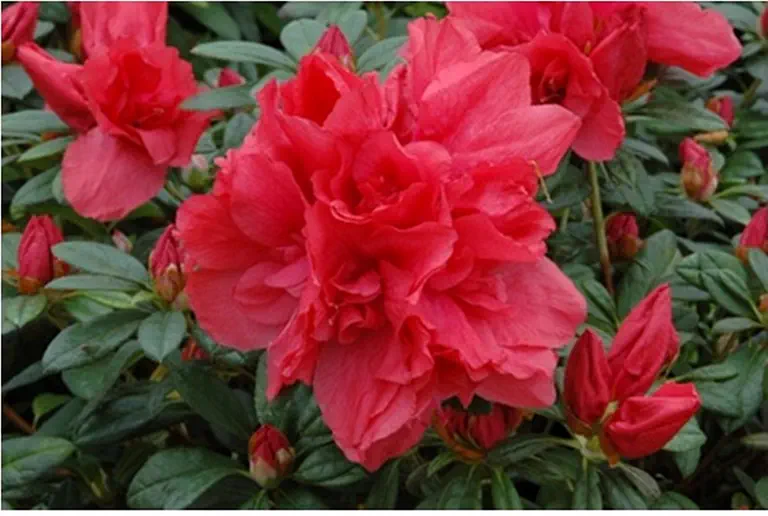 Photo of R. 'Lara Red', Evergreen Azalea Hybrid