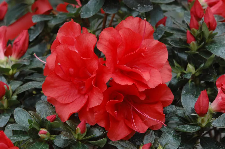 Photo of R. 'Direkteur van Slycken', Evergreen Azalea Hybrid