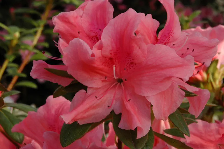 Photo of R. 'Mevrouw Marc van Eetvelde', Evergreen Azalea Hybrid