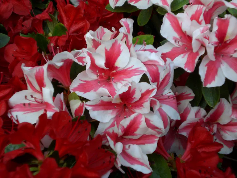 Photo of R. 'Dogwood', Evergreen Azalea Hybrid