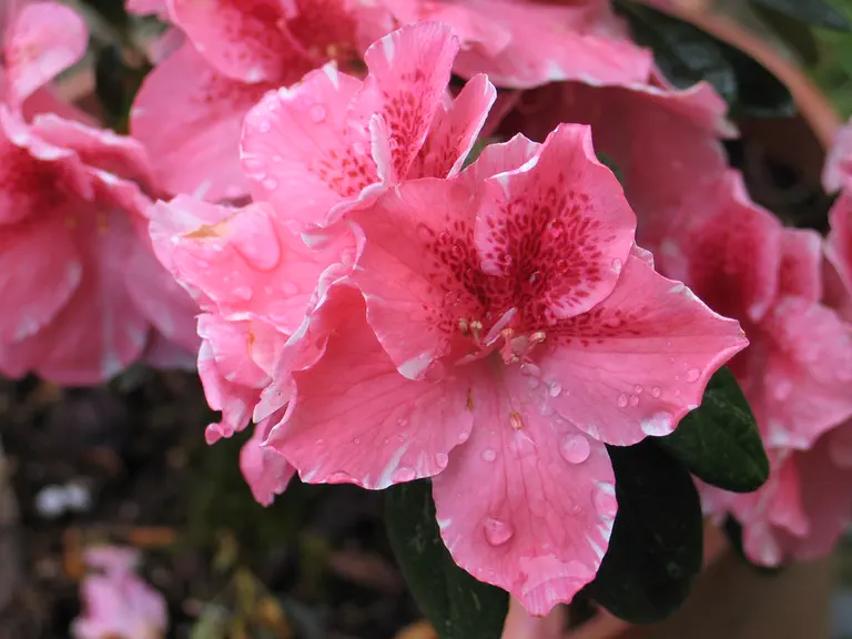 Photo of R. 'Gloria', Evergreen Azalea Hybrid