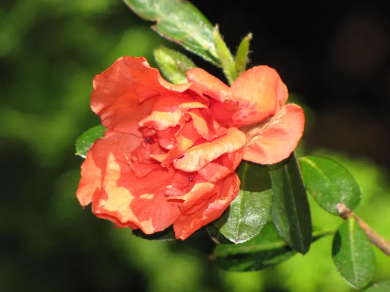 Photo of R. 'Bob Hill', Evergreen Azalea Hybrid