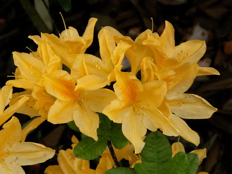 Photo of R. 'Yamina Goldie', Azalea Hybrid