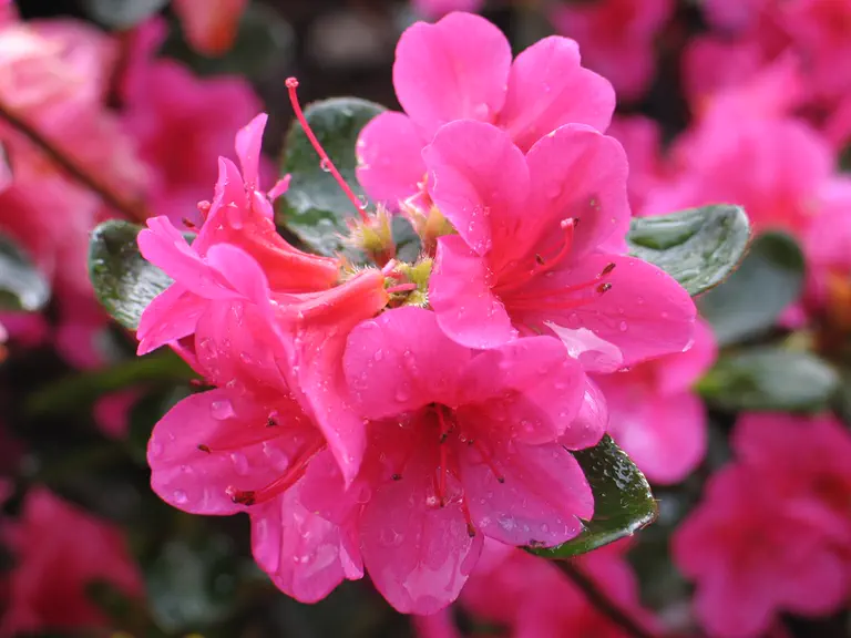 Photo of R. 'Lily Marleen', Evergreen Azalea Hybrid