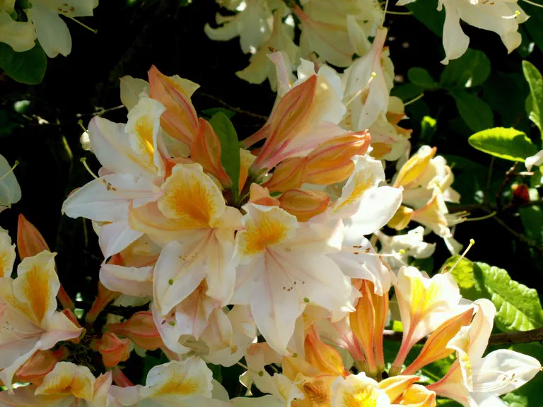 Photo of R. 'Bridesmaid', Deciduous Azalea Hybrid
