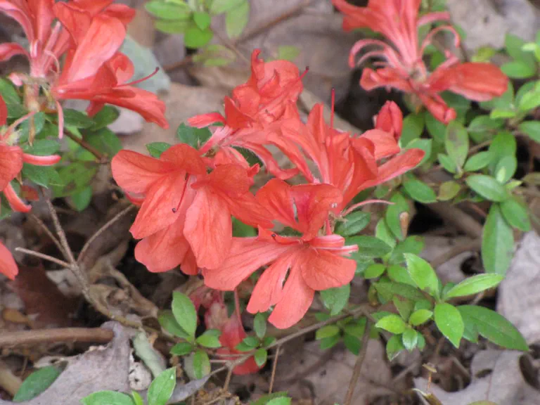 Photo of R. 'Cardinal's Crest', Evergreen Azalea Hybrid