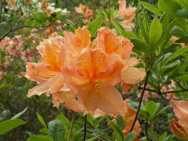 Photo of R. 'Cockatoo', Deciduous Azalea Hybrid