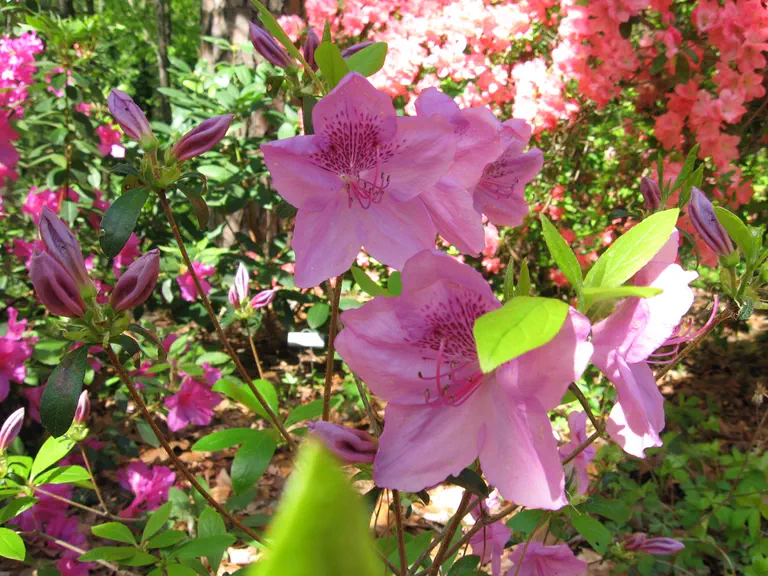 Photo of R. 'Merlin', Evergreen Azalea Hybrid