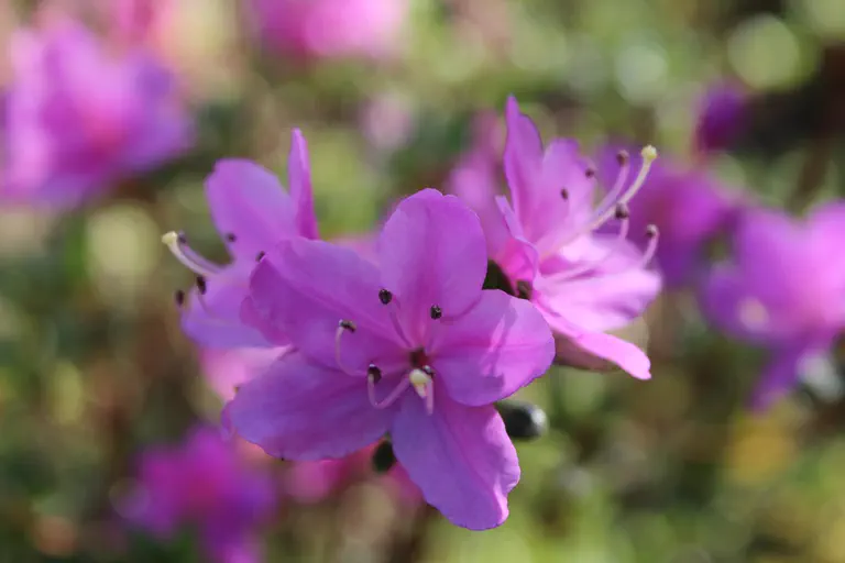Photo of R. 'Mauve Beauty', Evergreen Azalea Hybrid