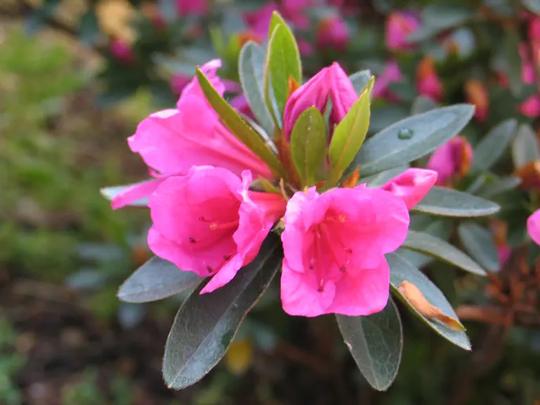 Photo of R. 'Viola Rabani', Azalea Hybrid
