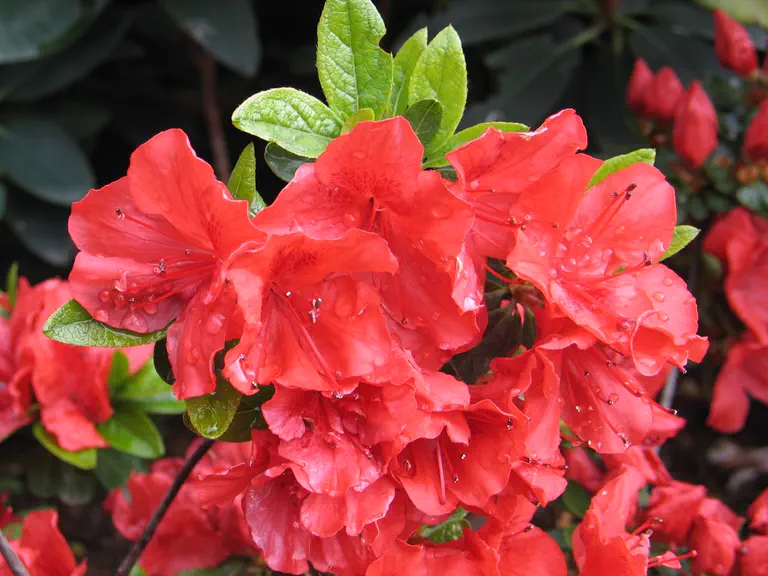 Photo of R. 'Vuyk's Orange', Azalea Hybrid