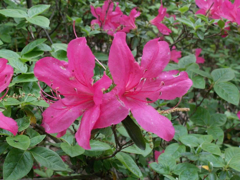 Photo of R. 'Fantasy', Evergreen Azalea Hybrid