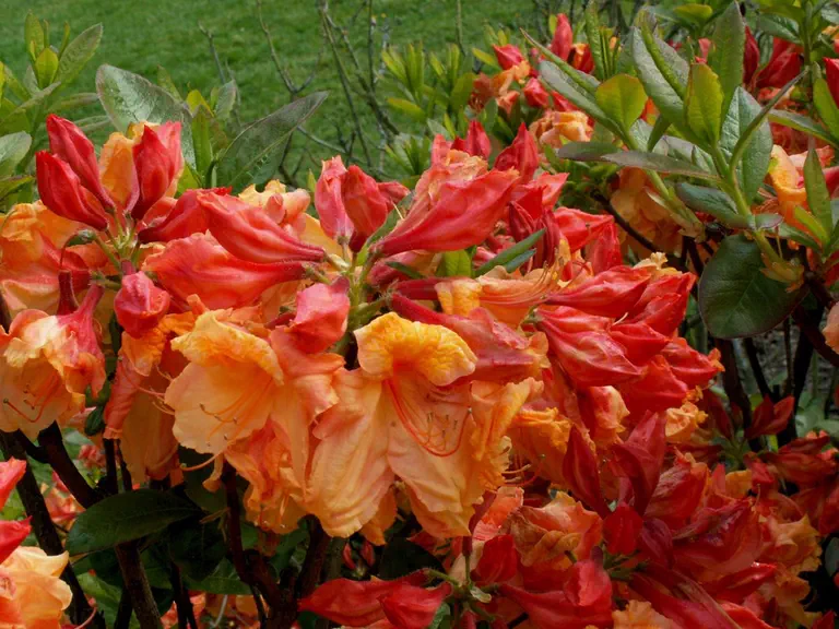 Photo of R. 'Windsor Peach Glo', Deciduous Azalea Hybrid