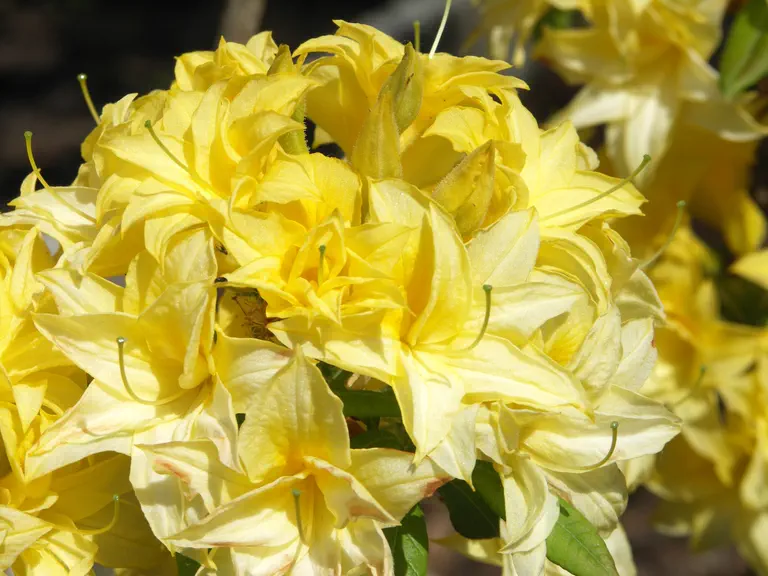 Photo of R. 'Sonnenköpfchen', Deciduous Azalea Hybrid